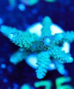 Wysiwyg Acroproa Pariliis Frag [F175]