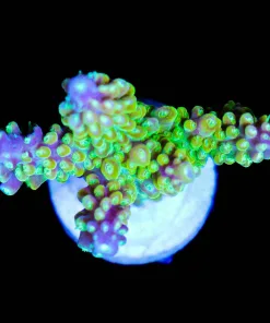 Wysiwyg Large Grape Vine Acropora Frag [F178]
