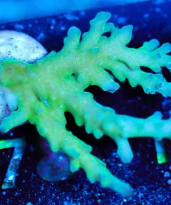 Wysiwyg Large Green Dragon Acropora [F178]