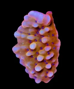 Wysiwyg Small Orange Montipora Frag [F179]