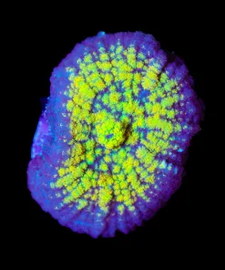 Wysiwyg Sunshine Rhodactis Mushroom [F18]
