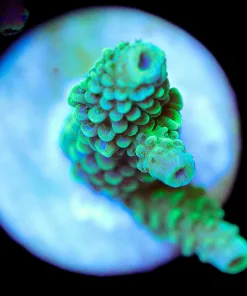 Wysiwyg Acropora Frag [F180]
