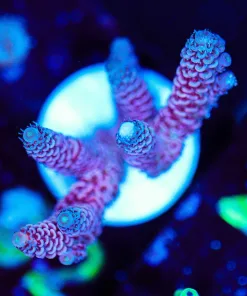 Wysiwyg Millepora Acroproa Frag [F182]