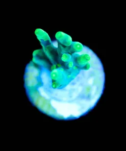 Wysiwyg Acropora Lokani [F183]