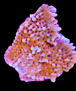 Wysiwyg Orange Montipora [F184]