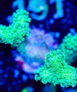 Wysiwyg Pocillipora Frag [F186]