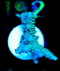 Wysiwyg Acropora Frag [F187]