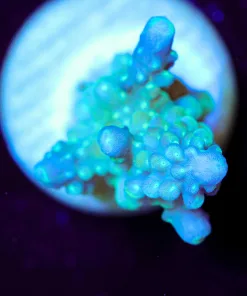 Wysiwyg Acropora Frag [F188]