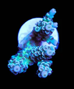 Wysiwyg Blue Dream | Acropora Tenuis [F189]