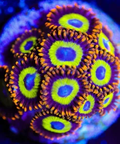 Wysiwyg Fruit Loop Zoa Frag [F19]