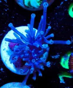 Wysiwyg Cespitularia Frag [F19]