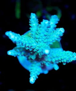 Wysiwyg Acroproa Parilis Huge Frag [F190]
