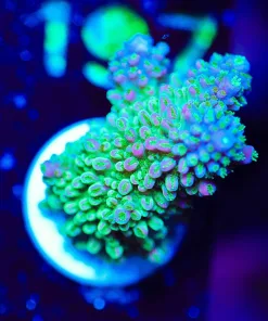 Wysiwyg Acroproa Robusta Large Frag [F192]