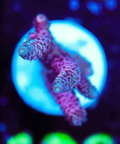 Wysiwyg Millepora Acroproa Frag [F193]