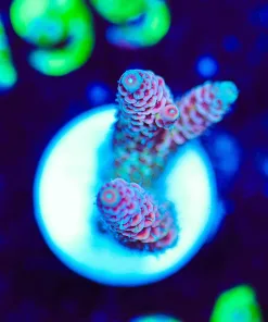 Wysiwyg Millepora Acroproa Frag [F194]
