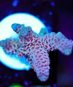 Wysiwyg Millepora Acroproa Frag [F197]