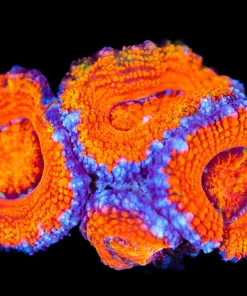 Wysiwyg Acan Frag [F2]