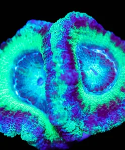 Wysiwyg Misty's Acan Frag [F2]