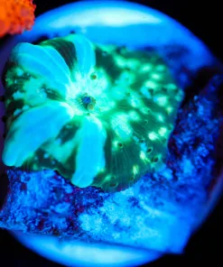 Wysiwyg Green Lighting Mushroom [F20]