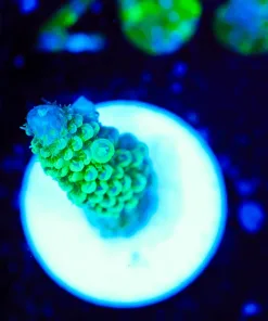 Wysiwyg Small Acropora Formosa Frag [F203]