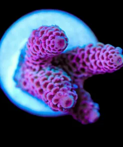 Wysiwyg Acropora Millepora Frag [F204]