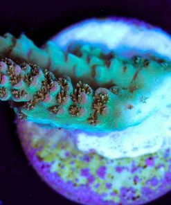 Wysiwyg Small Acropora Millepora Frag [F206]