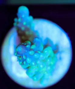 Wysiwyg Acropora Frag [F207]