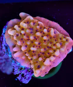 Wysiwyg Montipora Frag [F209]