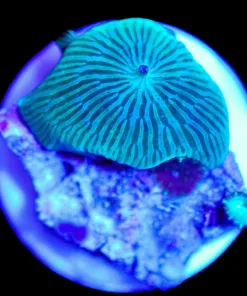 Wysiwyg Mushroom Frag Small [F21]