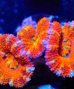 Wysiwyg Orange Acan Frag [F21]