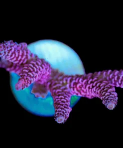 Wysiwyg Large Acropora Millepora Frag [F210]
