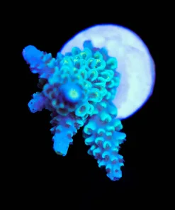 Wysiwyg Blue Jedi | Acropora Hokesemai | Crazy Blue Color [F212]