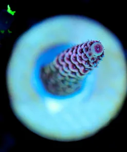Wysiwyg Small Acro Frag [F212]