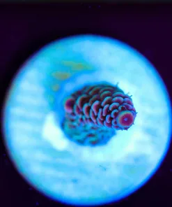Wysiwyg Tiny Acropora Millepora Frag [F213]