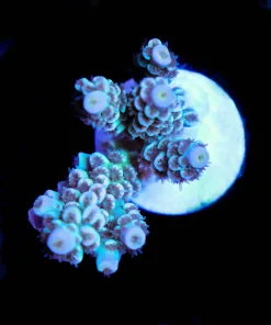 Wysiwyg Acropora Tenuis Frag [F214]