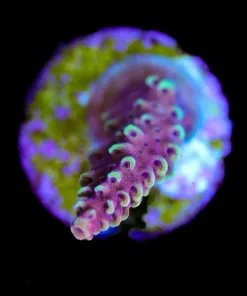 Wysiwyg Small Acropora Frag [F214]