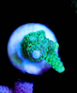 Wysiwyg Acropora Formosa Frag [F216]