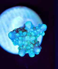 Wysiwyg Small Acropora Frag [F217]