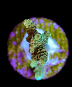 Wysiwyg Small Acropora Frag [F219]