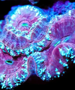 Wysiwyg Blastomussa Massive Frag [F22]