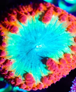 Wysiwyg Hyper Blastomussa [F22]