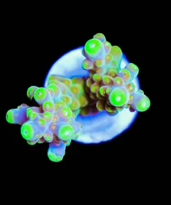 Wysiwyg Golden Budha | Acropora Rosario [F220]