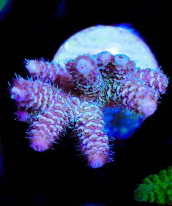 Wysiwyg Berry Bush | Acropora Millepora Frag [F221]