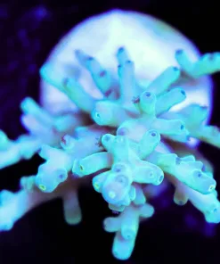 Wysiwyg Acropora Enchinata Frag | Rare Species [F223]
