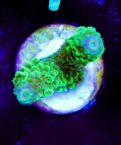 Wysiwyg Acropora Formos Frag [F224]