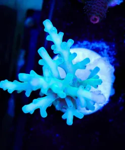 Wysiwyg Acropora Enchinata Frag | Rare Species [F226]