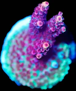 Wysiwyg ORA Red Planet Acropora Frag [F227] *Free Shipping ! Minimum $249 livestock spend* Free Shipping ! $250 Minimum Livestock Spend