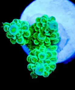 Wysiwyg Green Lightsaber Acropora Frag [F229]
