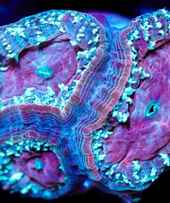 Wysiwyg Blastomussa Massive Frag [F23]