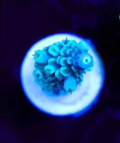 Wysiwyg Blue Jedi | Acropora Hokesemai | Crazy Blue Color [F230]